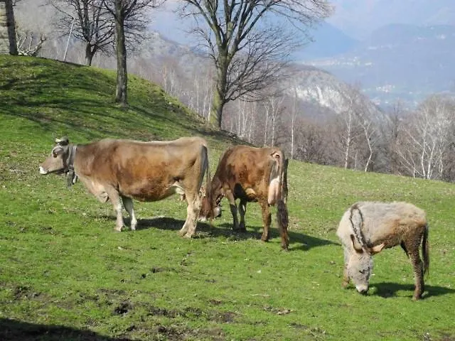 Agriturismo Piccolo Paradiso Pianello Del Lario Italy